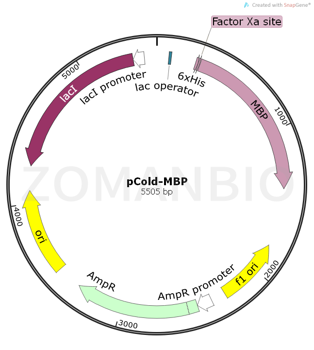 ZK1597 pCold-MBP.png