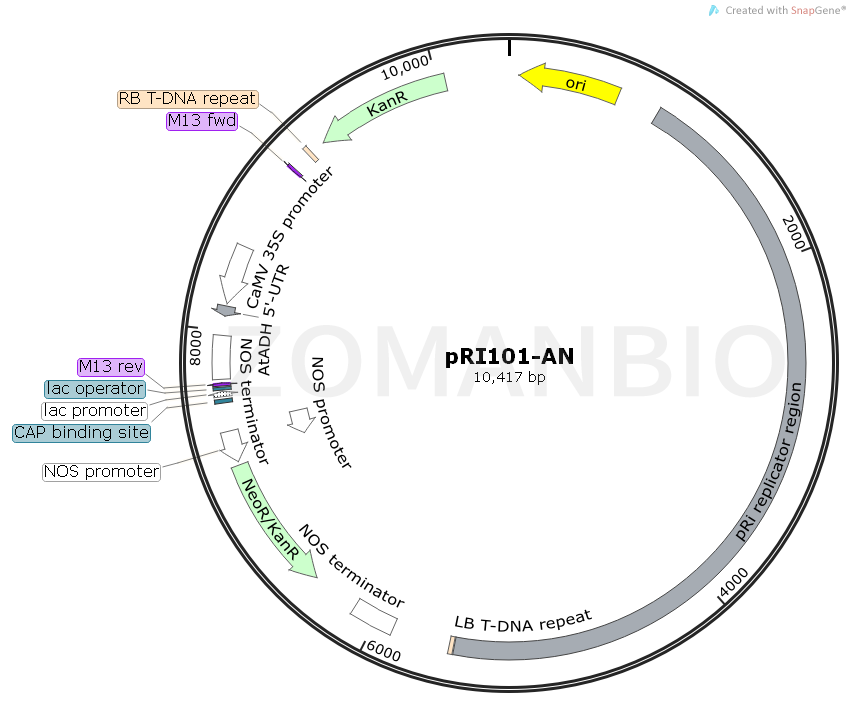 ZK1846 pRI101-AN.png